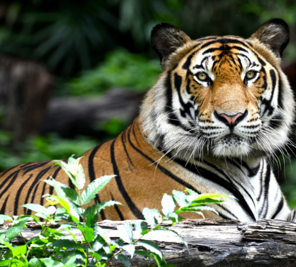 Sariska Wildlife Tour with Tiger Safari