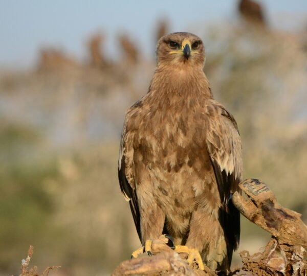 Rajasthan Adventure Tour ( 6 Days / 5 Nights )